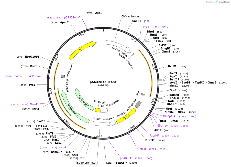 130811-plasmid-map-sequence-id-254949