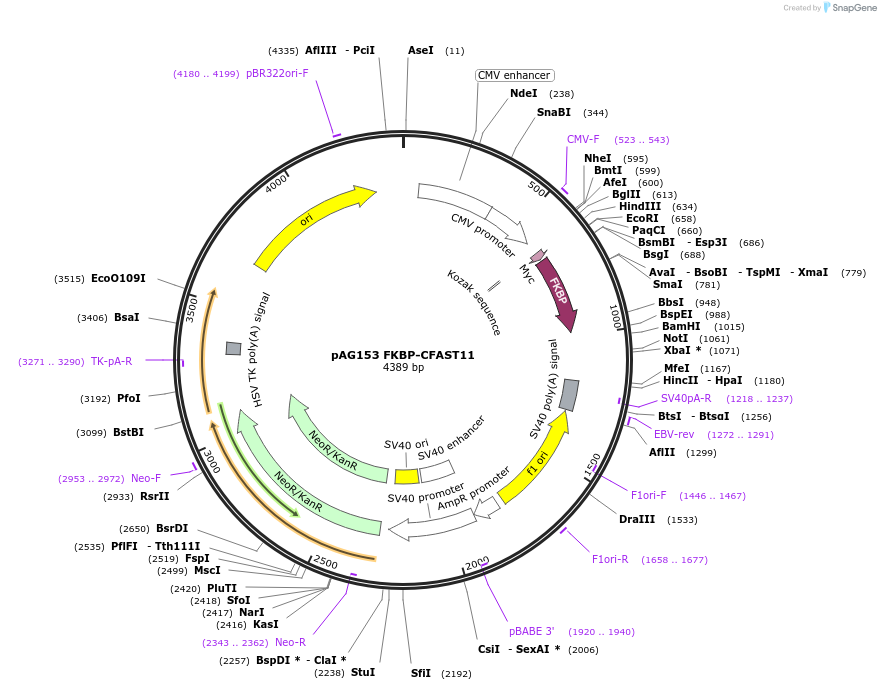 130813-plasmid-map-sequence-id-254951