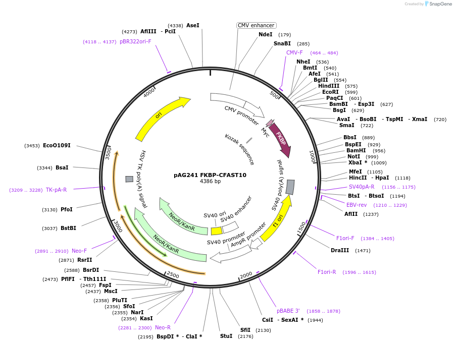 130814-plasmid-map-sequence-id-254952
