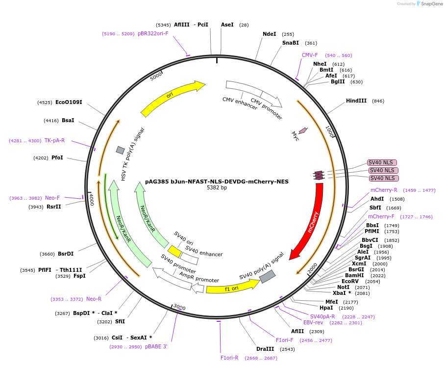 130816-plasmid-map-sequence-id-254954