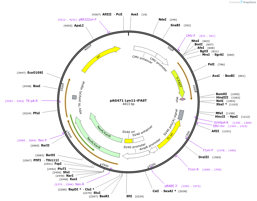 130817-plasmid-map-sequence-id-254955