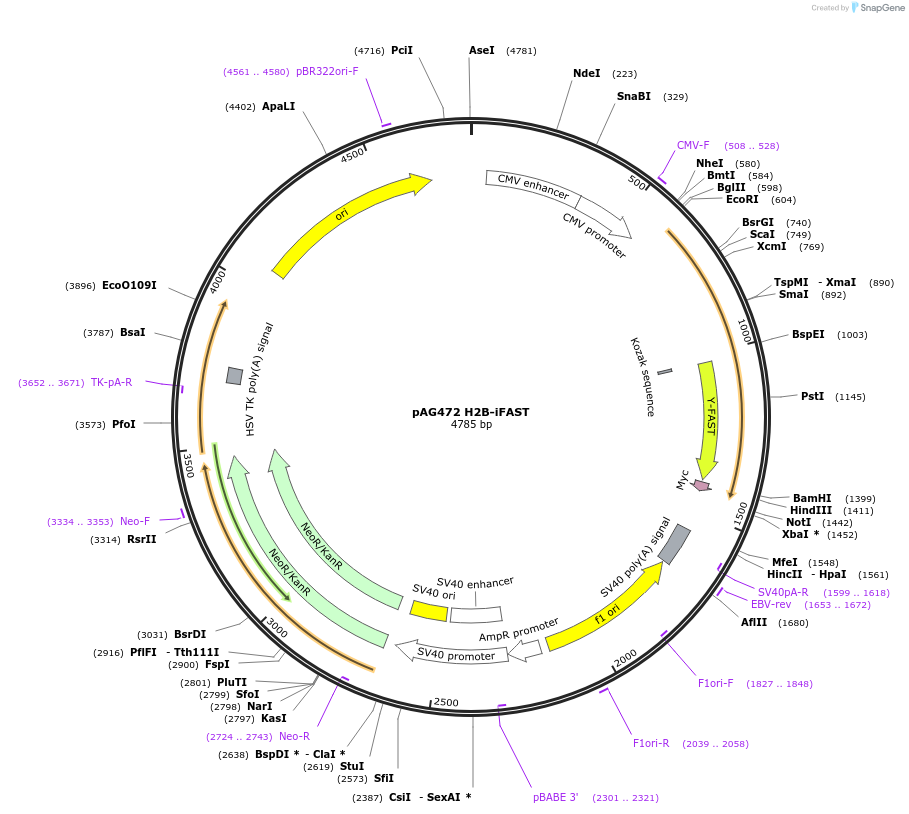 130818-plasmid-map-sequence-id-254956