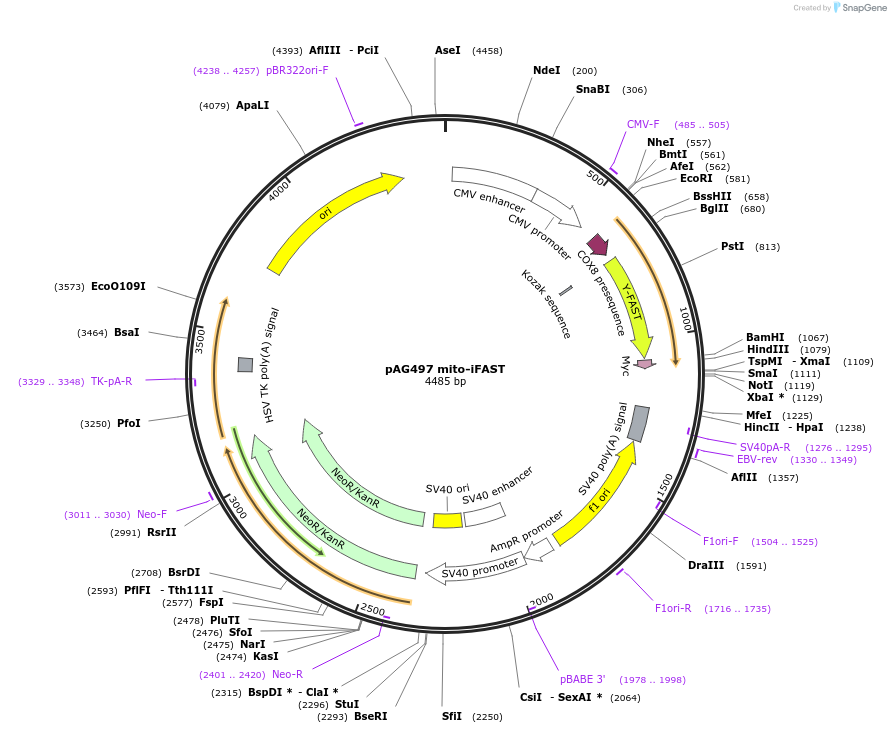 130819-plasmid-map-sequence-id-254957