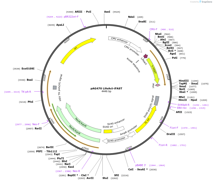 130821-plasmid-map-sequence-id-254959