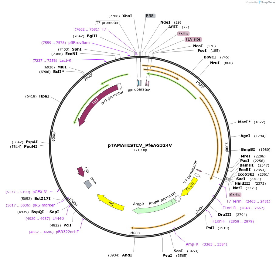 128947-plasmid-map-sequence-id-254964