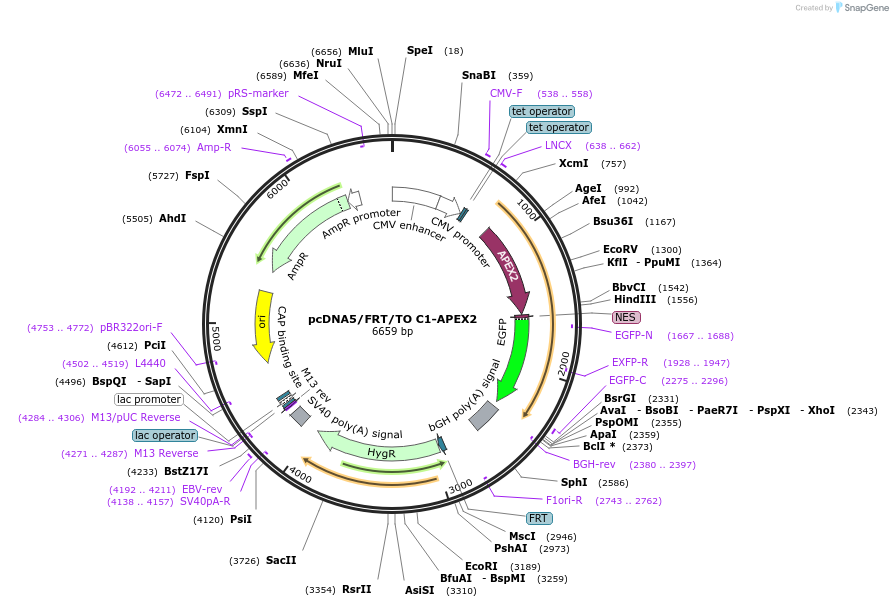 129641-plasmid-map-sequence-id-254965