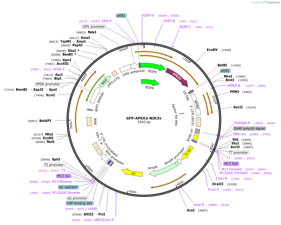 129274-plasmid-map-sequence-id-254971