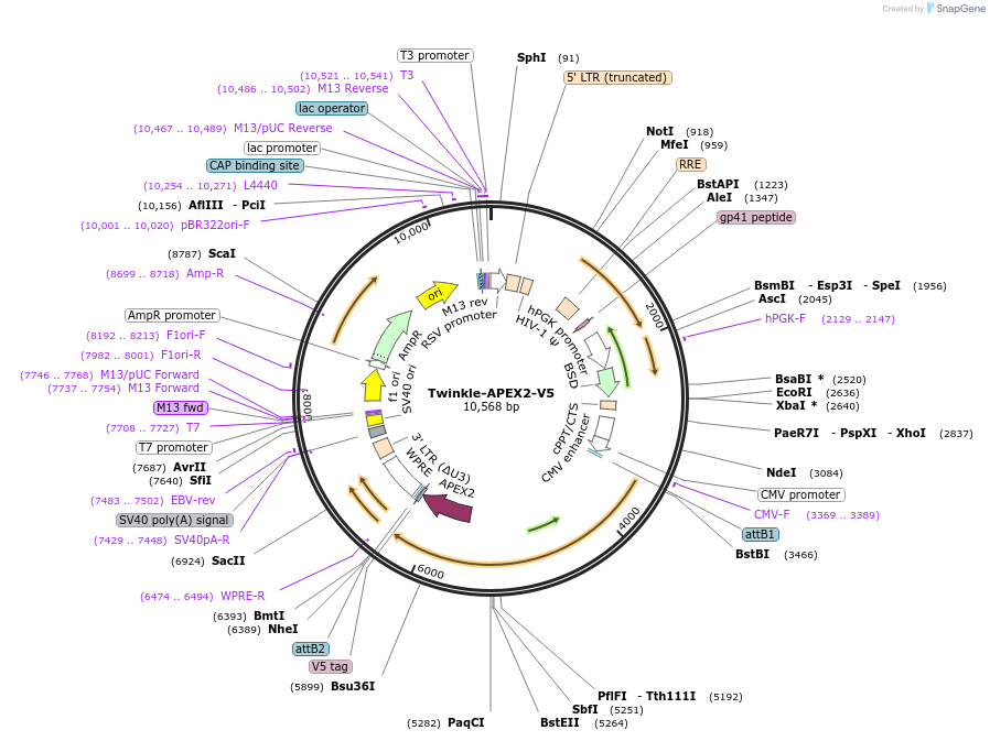 129705-plasmid-map-sequence-id-254972