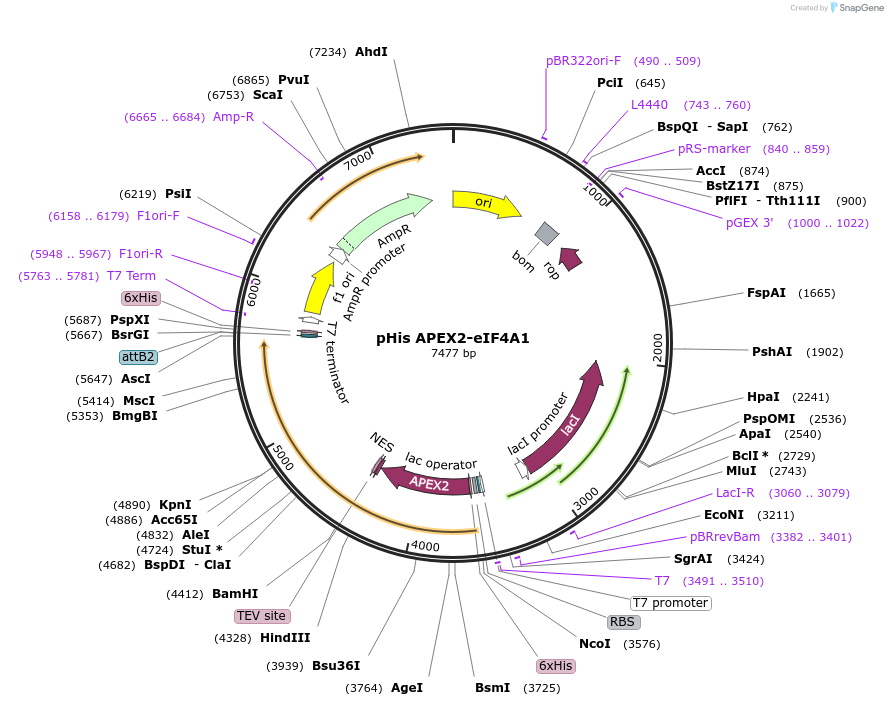 129645-plasmid-map-sequence-id-254973