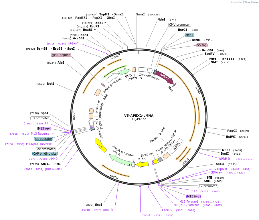 129275-plasmid-map-sequence-id-254974