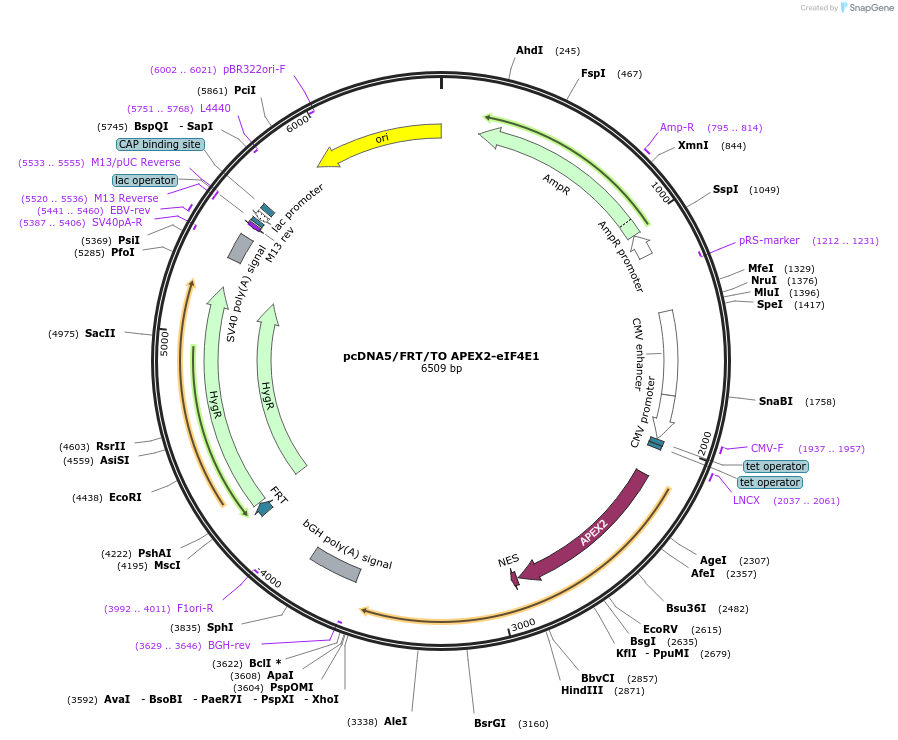 129644-plasmid-map-sequence-id-254975