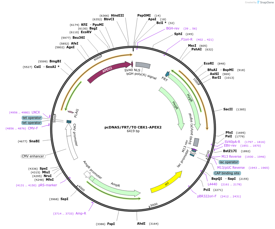 129642-plasmid-map-sequence-id-254981