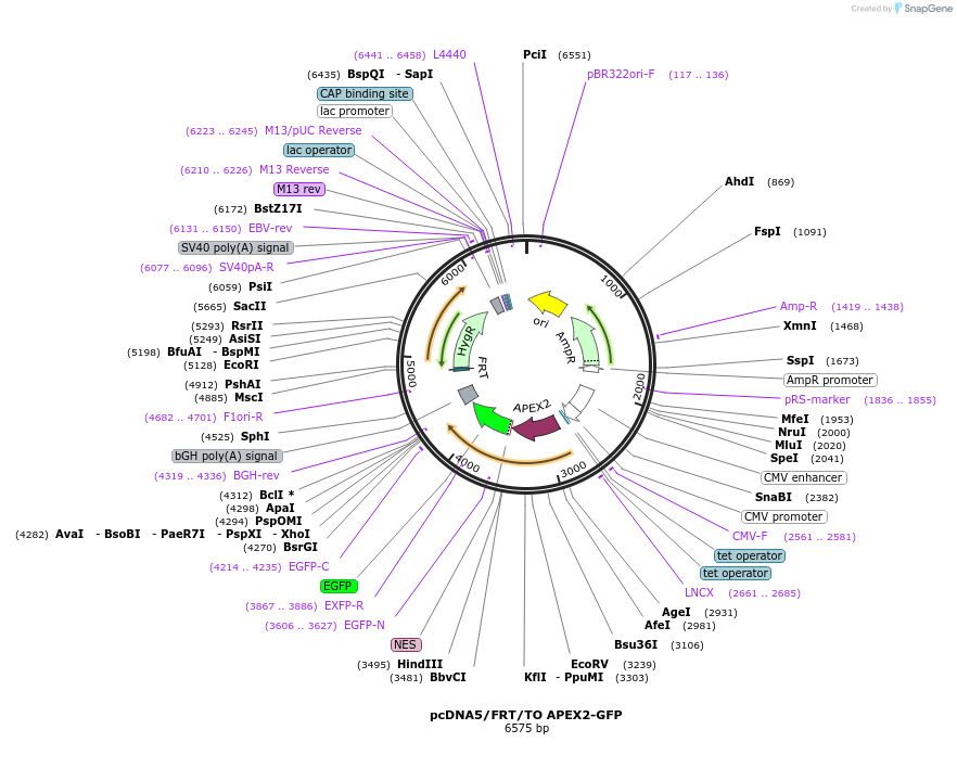 129640-plasmid-map-sequence-id-254987