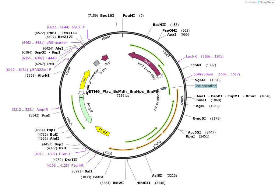 129104-plasmid-map-sequence-id-254988