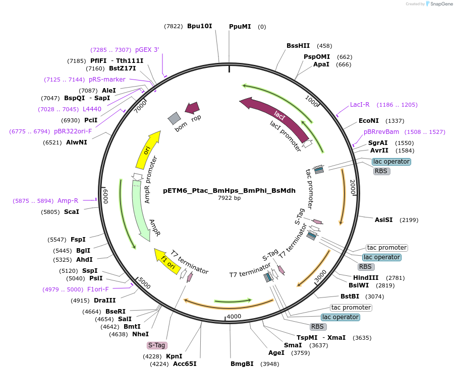 129103-plasmid-map-sequence-id-254989