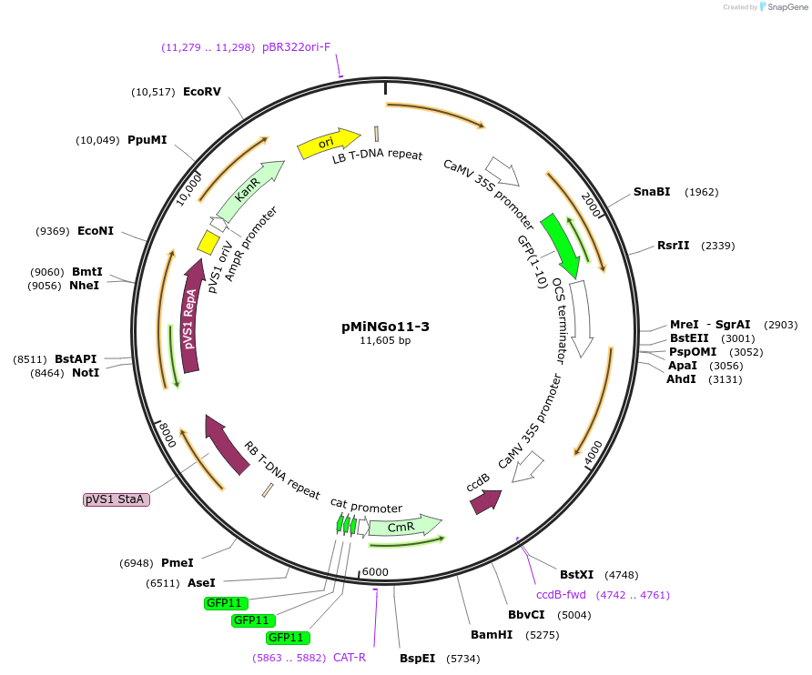 126058-plasmid-map-sequence-id-254993