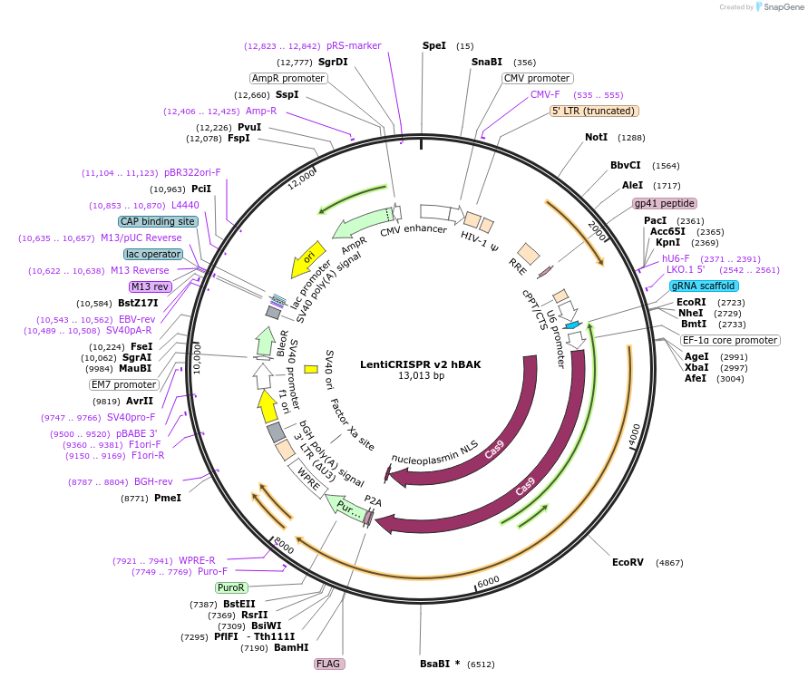 129579-plasmid-map-sequence-id-254997