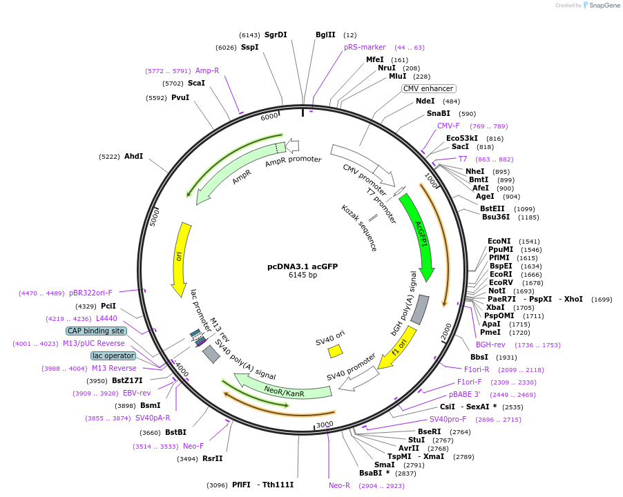 128047-plasmid-map-sequence-id-255000