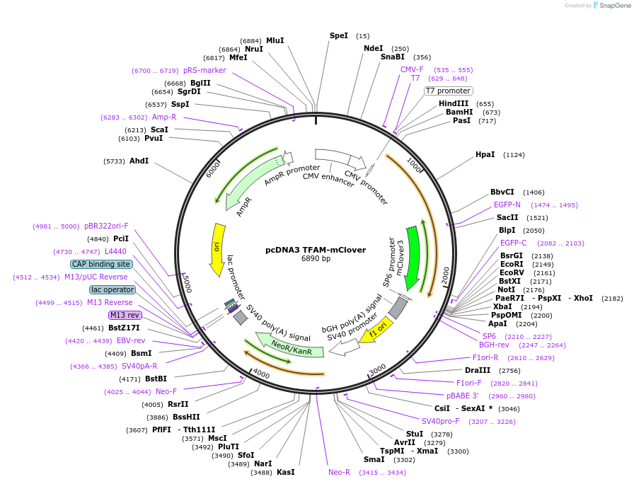 129574-plasmid-map-sequence-id-255002