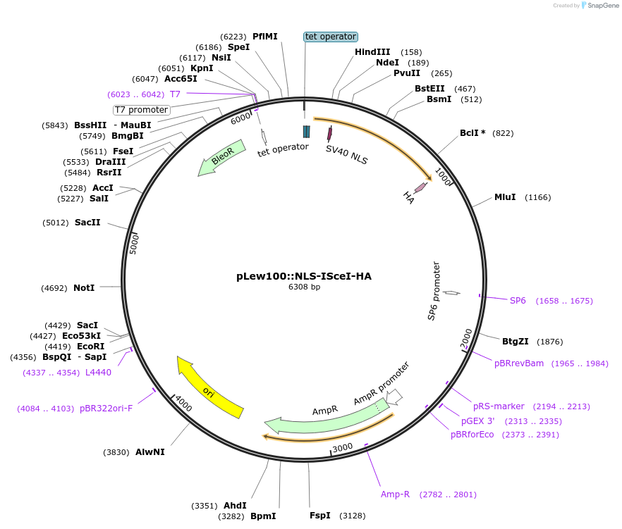 21299-plasmid-map-sequence-id-255005