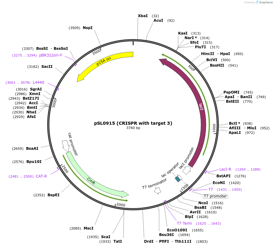 130643-plasmid-map-sequence-id-255007