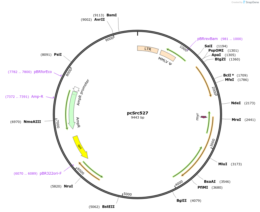 17675-plasmid-map-sequence-id-255019
