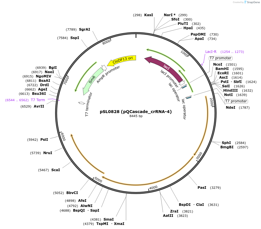 130637-plasmid-map-sequence-id-255021