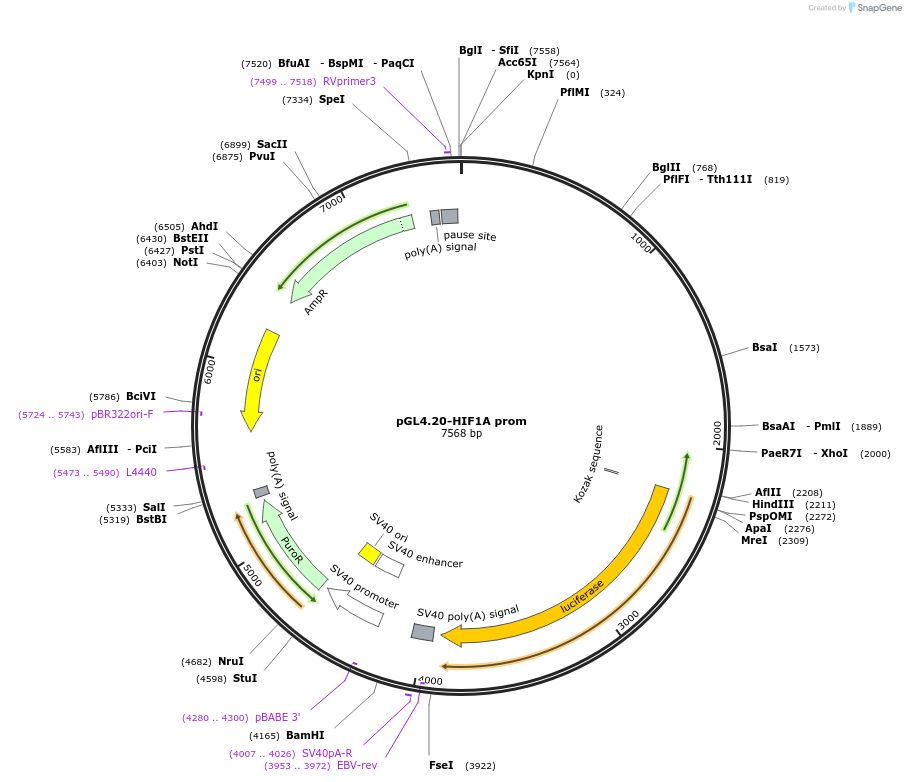 40173-plasmid-map-sequence-id-255023