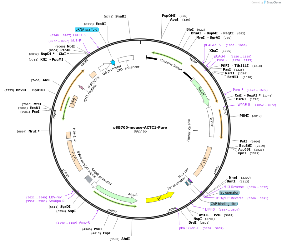 128326-plasmid-map-sequence-id-255029