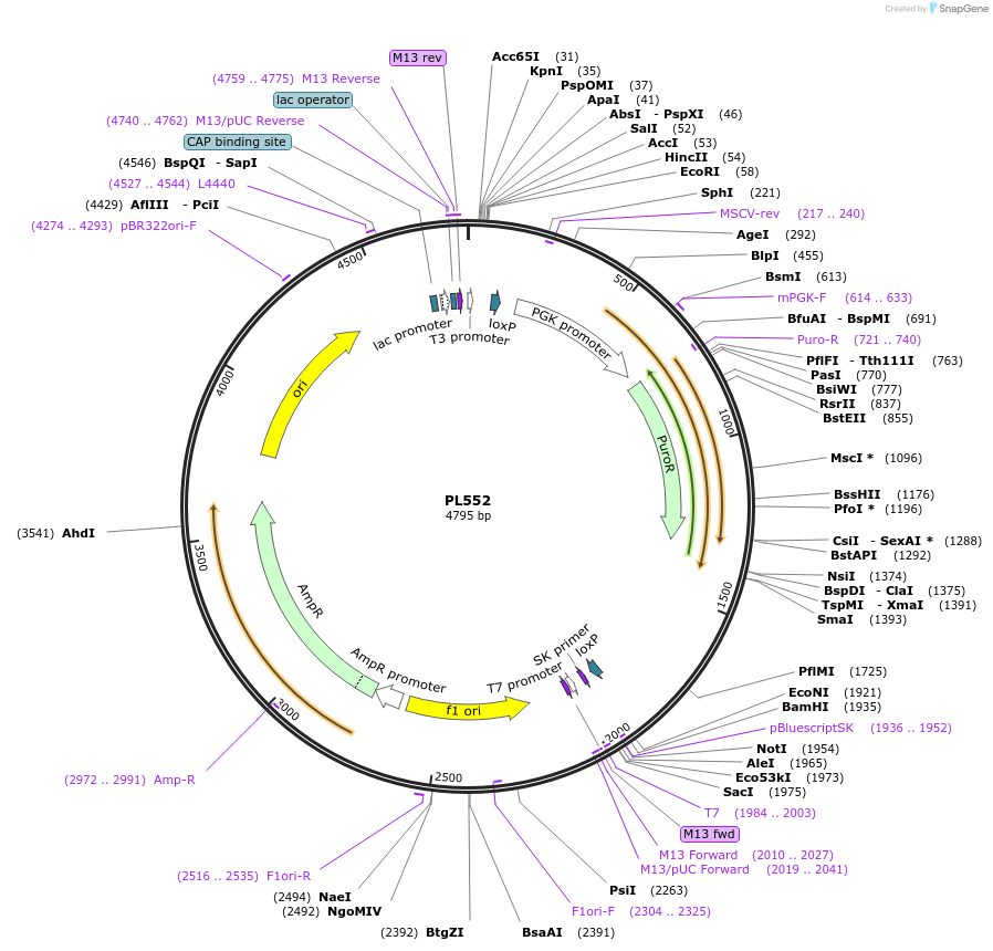 68407-plasmid-map-sequence-id-255031