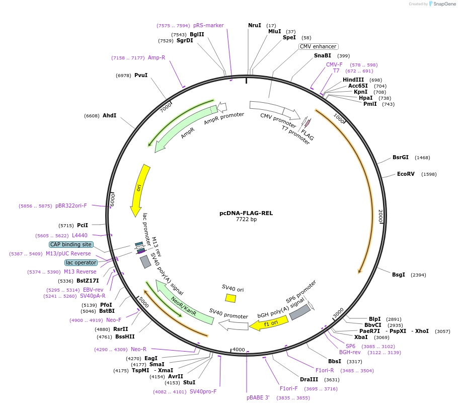 27253-plasmid-map-sequence-id-255034