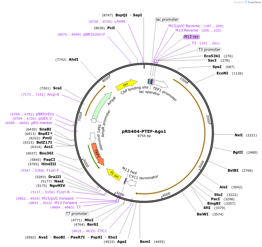 22313-plasmid-map-sequence-id-255035