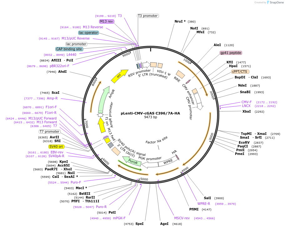 130917-plasmid-map-sequence-id-255038
