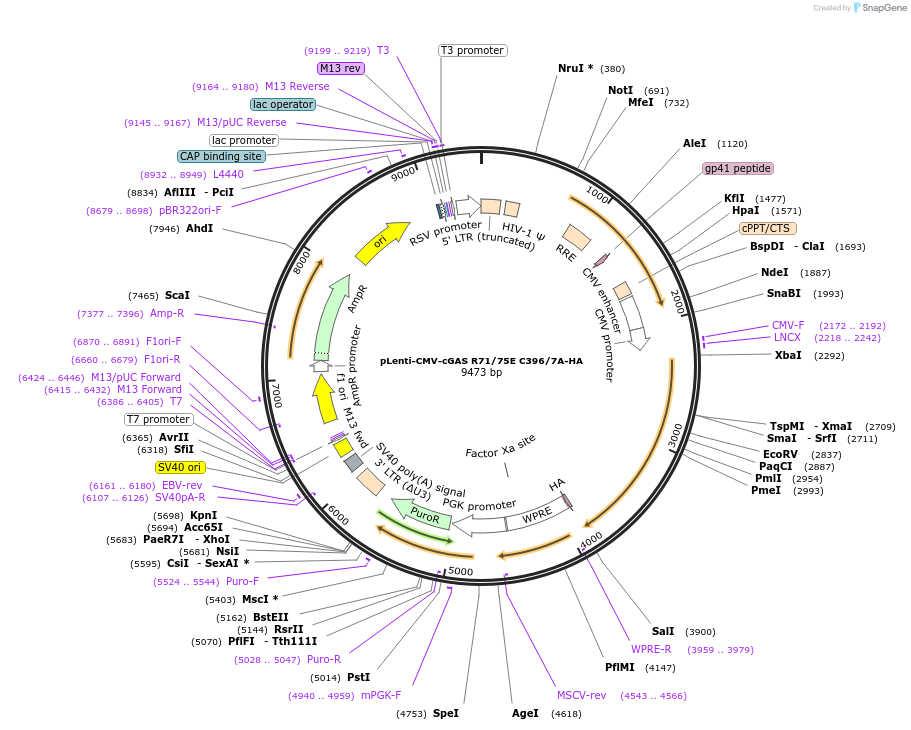 130920-plasmid-map-sequence-id-255041