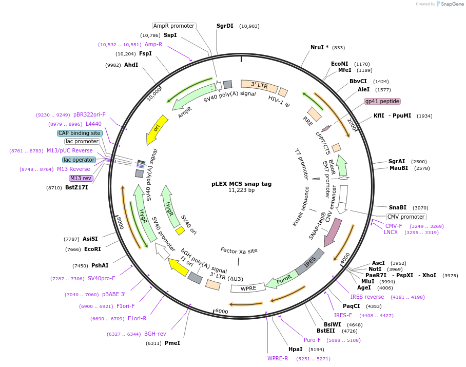 128048-plasmid-map-sequence-id-255044