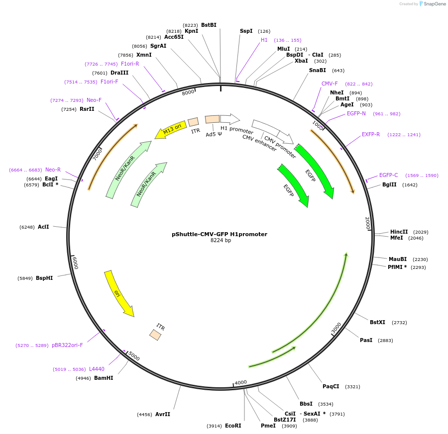 128050-plasmid-map-sequence-id-255047