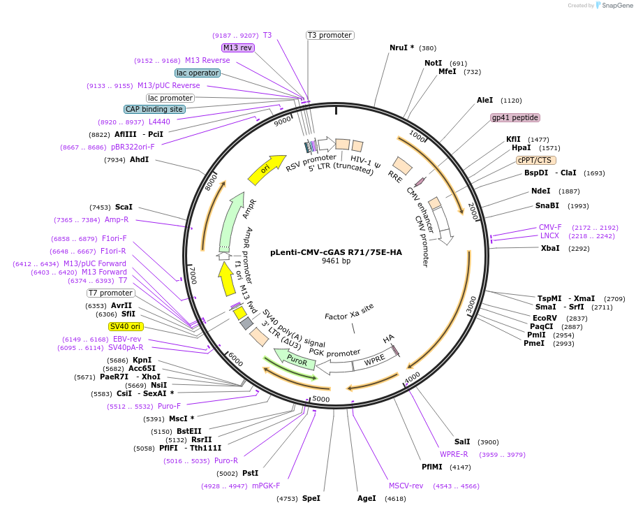 130919-plasmid-map-sequence-id-255049