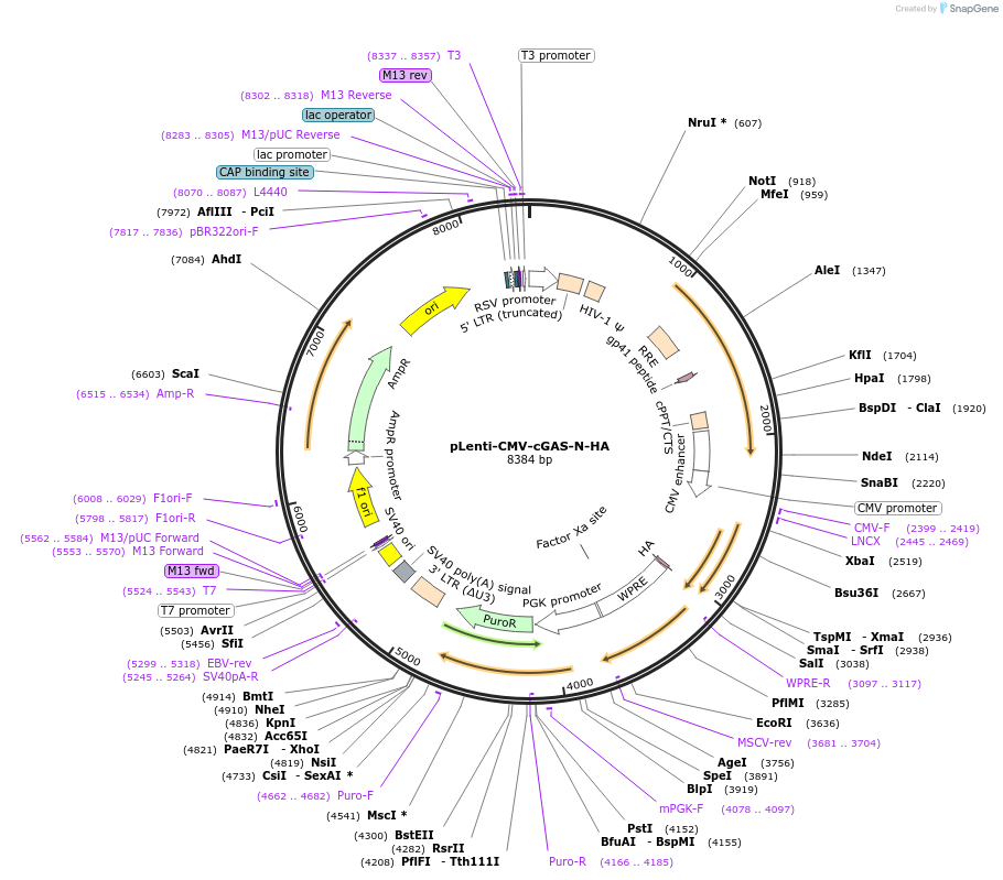 130913-plasmid-map-sequence-id-255051