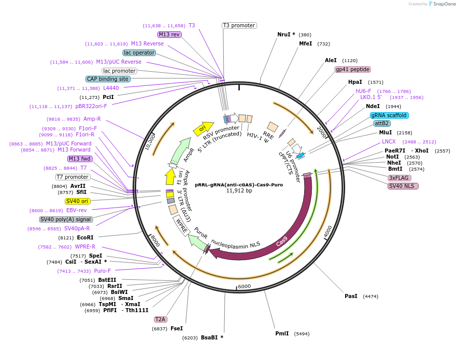 130908-plasmid-map-sequence-id-255052