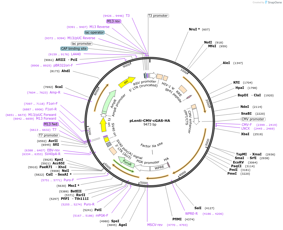 130910-plasmid-map-sequence-id-255053