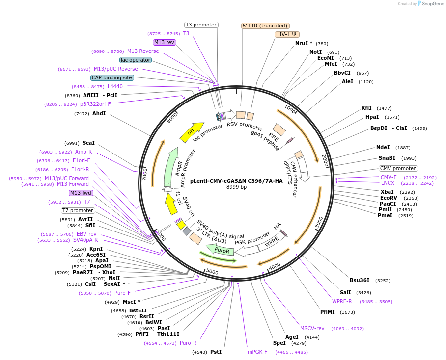 130918-plasmid-map-sequence-id-255054
