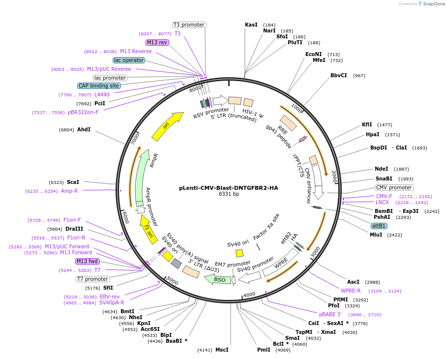 130888-plasmid-map-sequence-id-255056