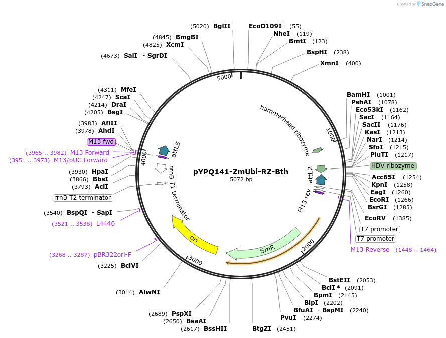 129686-plasmid-map-sequence-id-255058