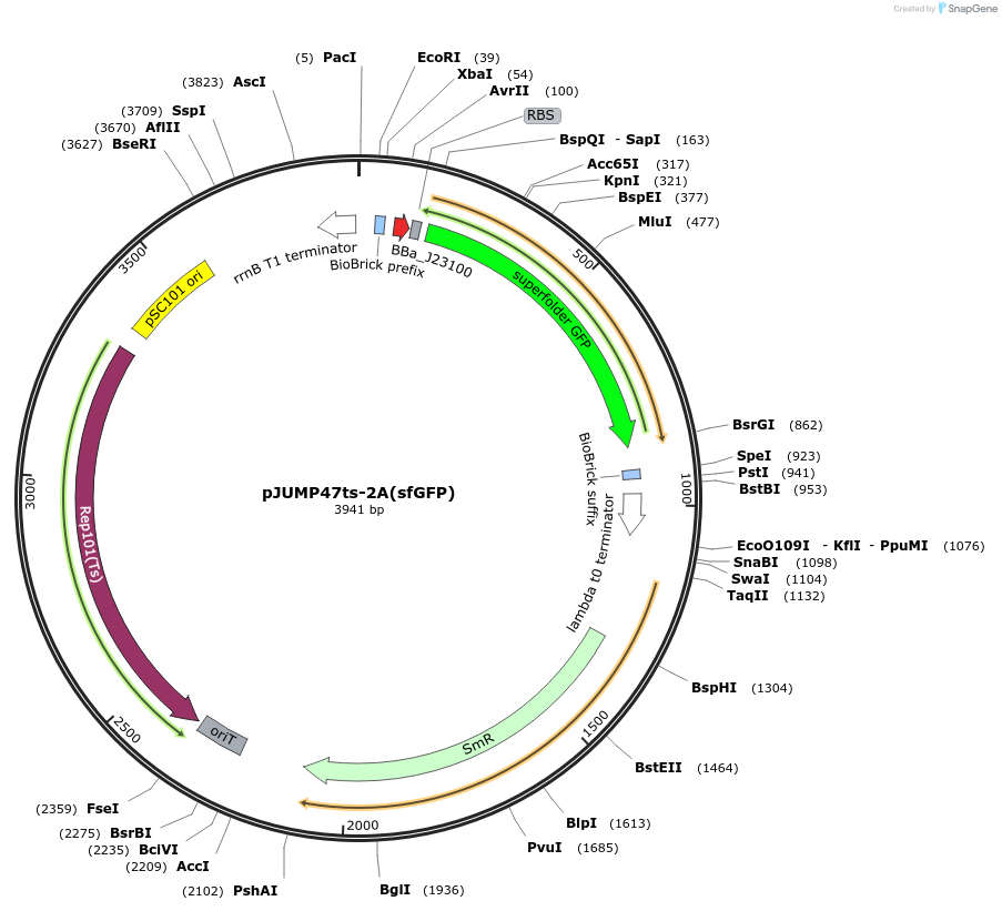 126992-plasmid-map-sequence-id-255068