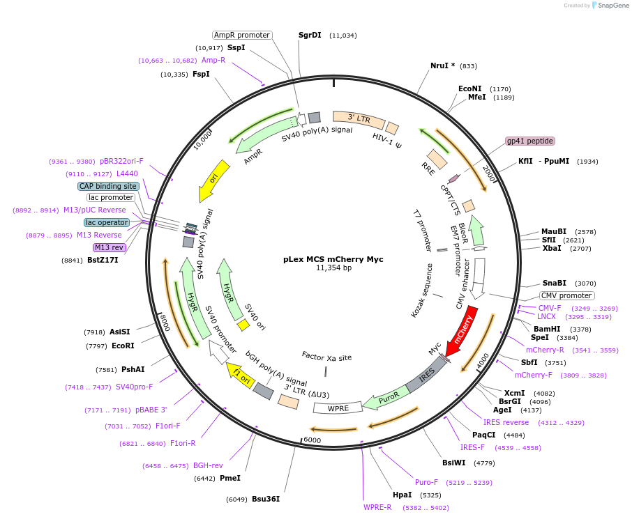 128051-plasmid-map-sequence-id-255083