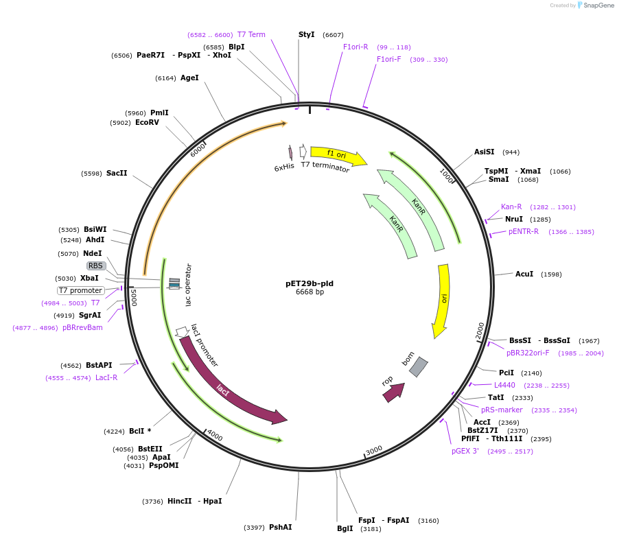 128795-plasmid-map-sequence-id-255084