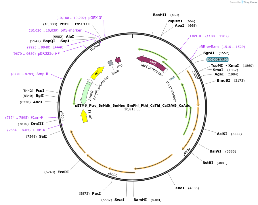 129105-plasmid-map-sequence-id-255085