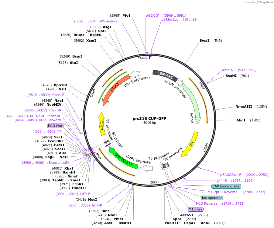 128052-plasmid-map-sequence-id-255086