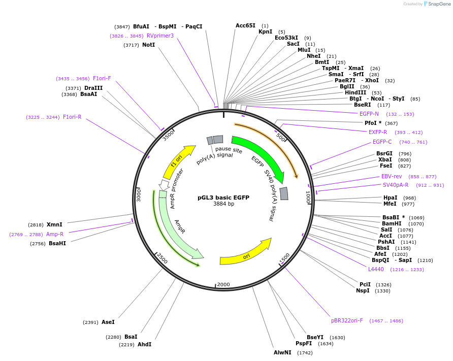 128053-plasmid-map-sequence-id-255087