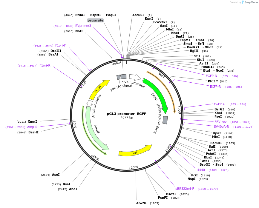 128054-plasmid-map-sequence-id-255091